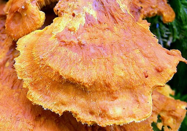 Pycnoporellus fulgens  (Fr.)  Donk